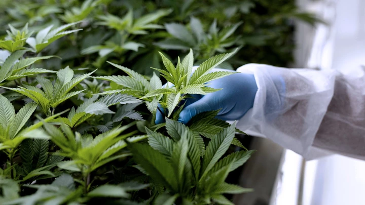 A technician inspects the leaves of cannabis plants growing inside a controlled environment in North Macedonia. Photographer: Konstantinos Tsakalidis/Bloomberg