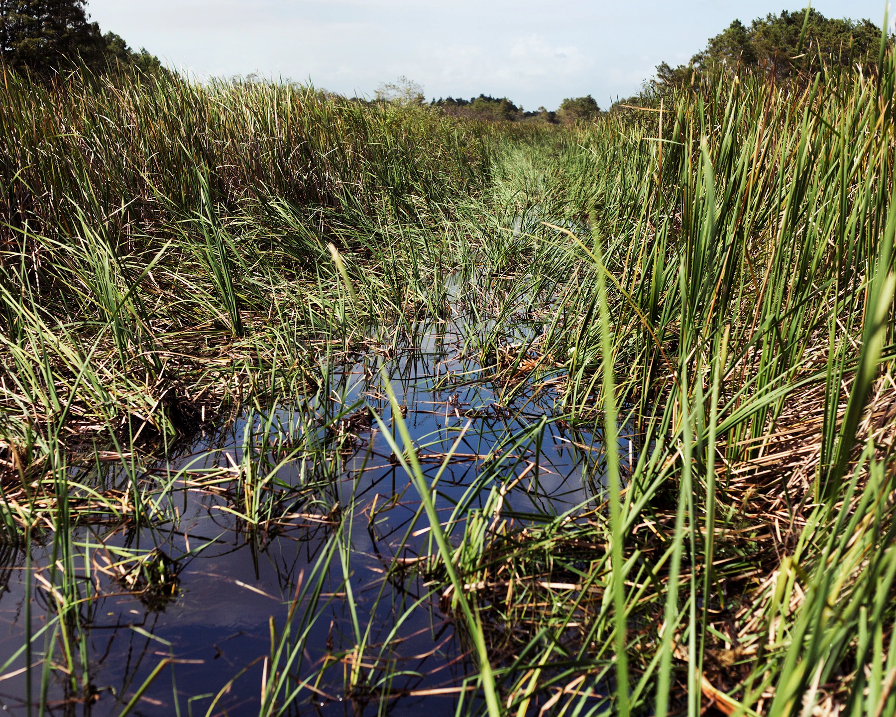 rmc_everglades_005-1493647524