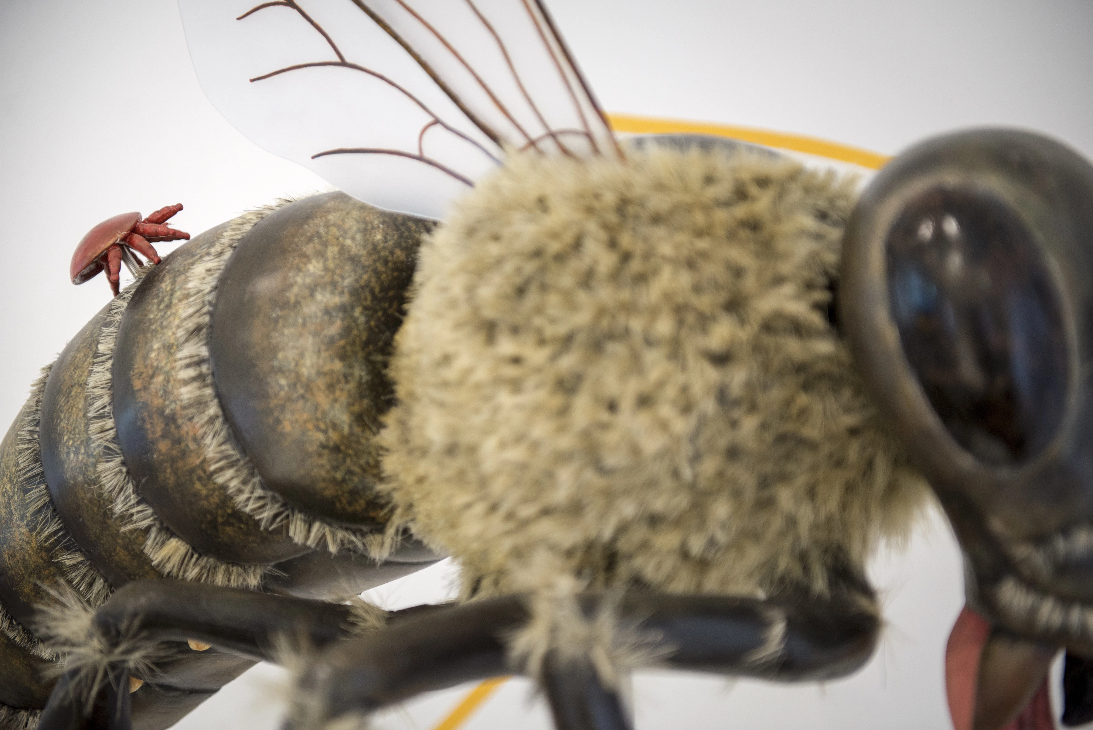 Um modelo de abelha com um ácaro Varroa nas costas no Bayer Bee Care Center em Monheim am Rhein, Alemanha, em 19 de novembro de 2013.