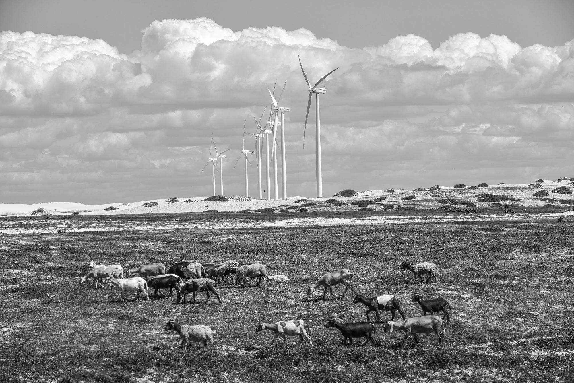 PARACURU, CE, 20.07.2017 - Torres geradoras de energia, no Parque Eólico de Paracuru. (Foto: Lucas Lacaz Ruiz/Folhapress)