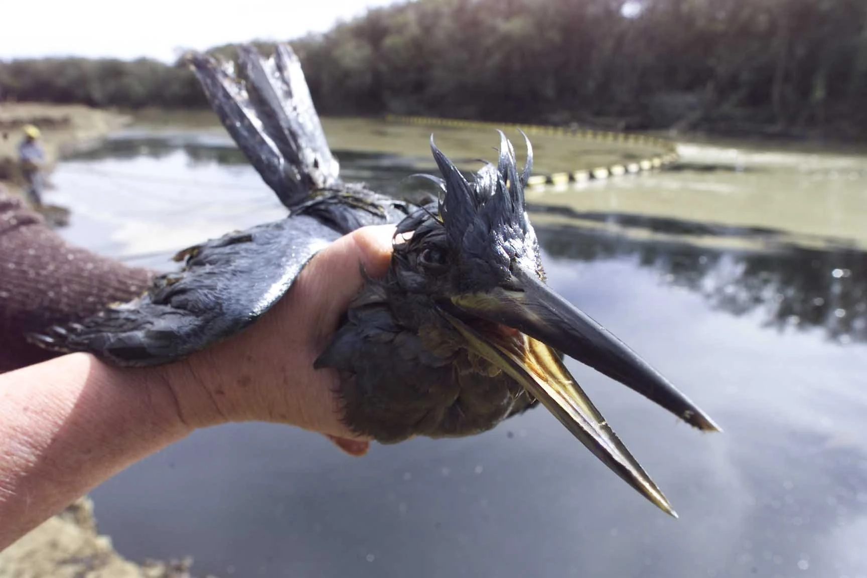 Desastre ecológico no Paraná: mergulhão atingido pelo óleo no rio Barigui, na cidade de Guajuvira (PR), região onde 4 milhões de litros de petróleo vazaram da refinaria da Petrobras em Araucária, atingindo os rios Barigui e Iguaçu. Guajuvira (PR), 18.07.2000, Foto digital de Caio Guatelli/Folhapress