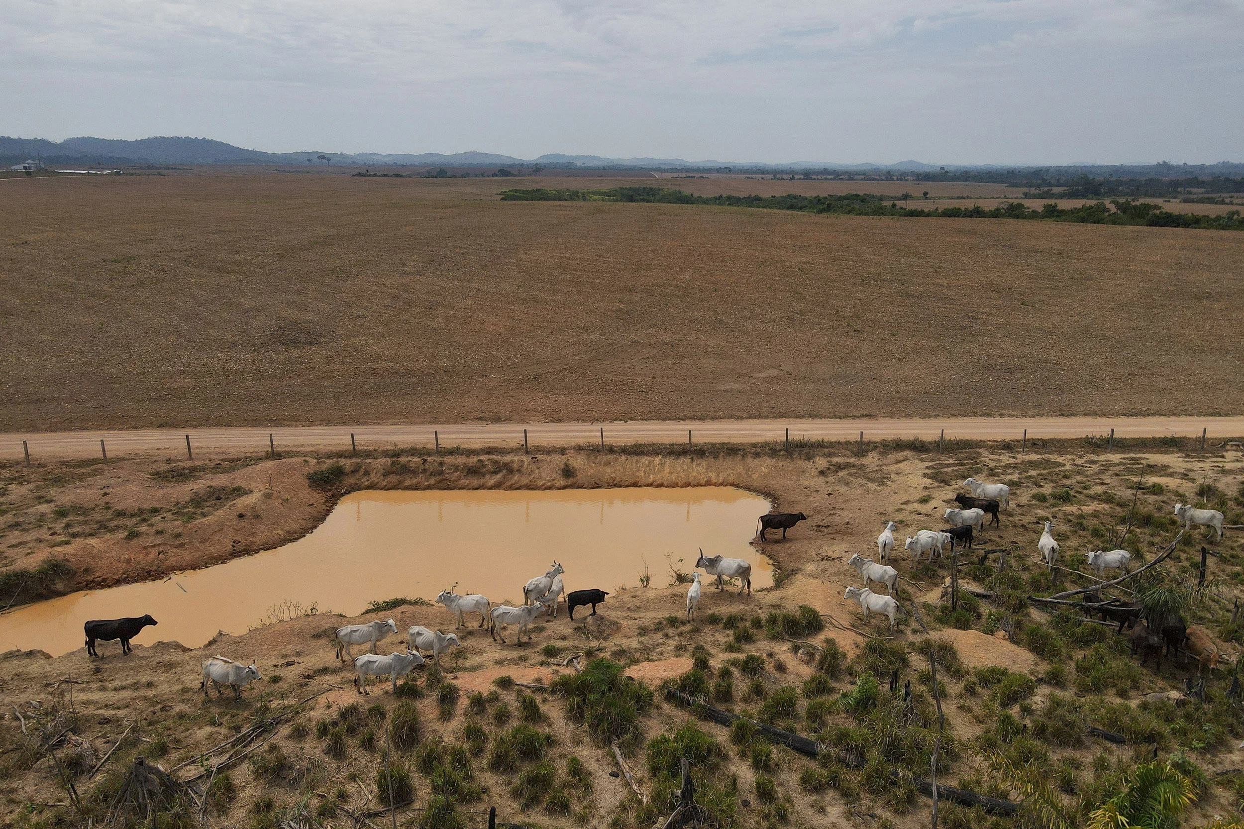 Área oferecida por Gustavo em Novo Progresso, cercada por lavouras de soja.