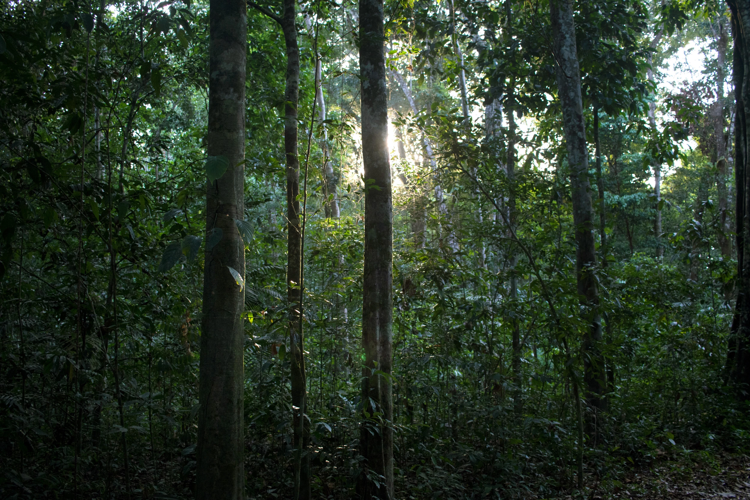 CHICO MENDES: Gandhi of the Rain Forest