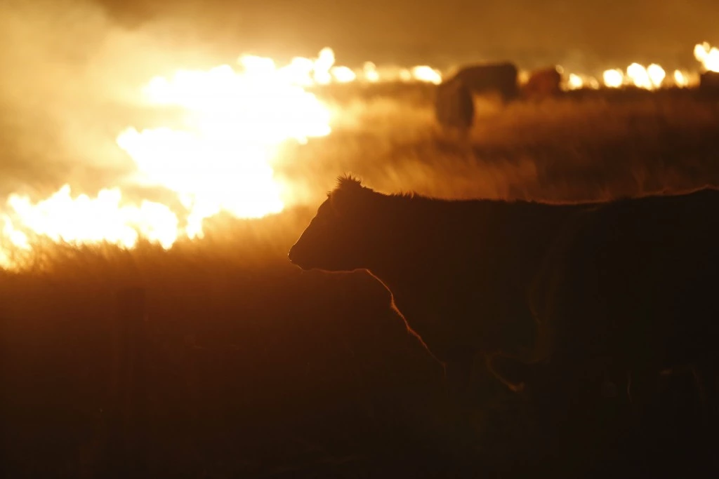 Cattle graze by a wildfire near Protection, Kan., on Tuesday, March, 7, 2017. Grass fires fanned by gusting winds forced the evacuations of several towns and the closure of some roads. (Bo Rader/Wichita Eagle/TNS via Getty Images)