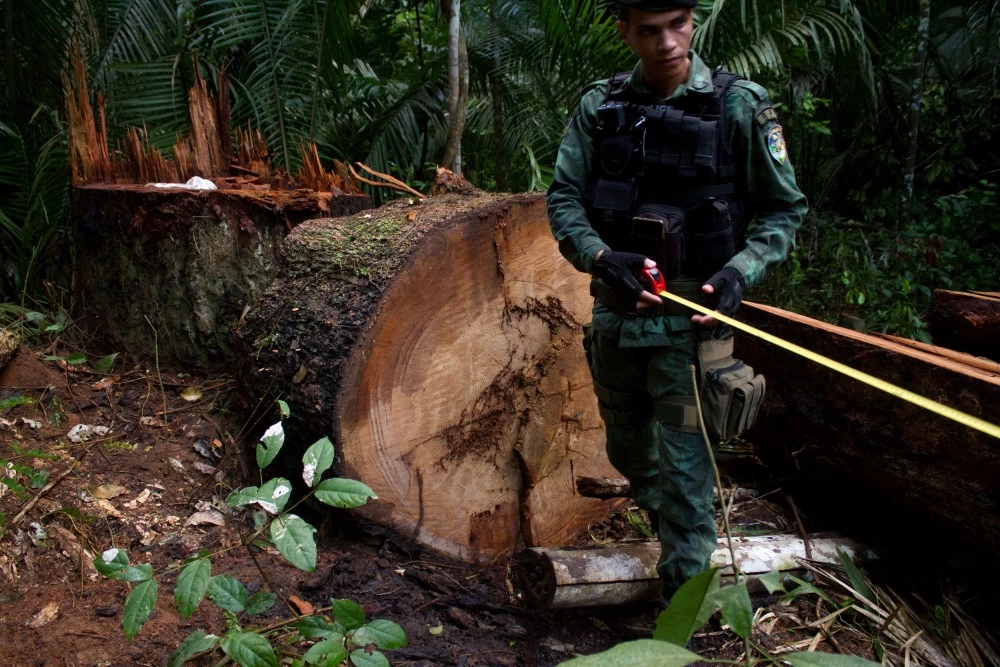 illegal-logging-01-1562184692-1562359408