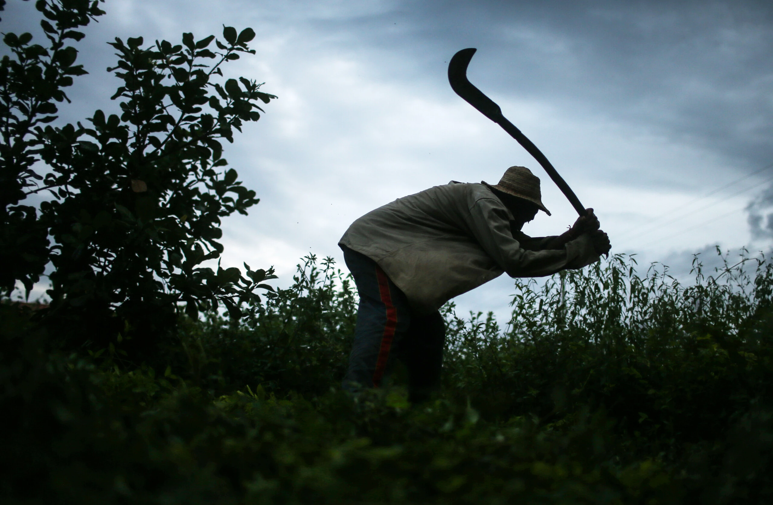 MONSENHOR GIL, BRAZIL - APRIL 8: Former slave Francisco Rodrigues dos Santos demonstrates how he clears brush with his sickle on the piece of land which he lives and farms at the Nova Conquista settlement on April 8, 2015 in Monsenhor Gil, Piauí state, Brazil. He said he used the same type of tool when he was enslaved. (Photo by Mario Tama/Getty Images)