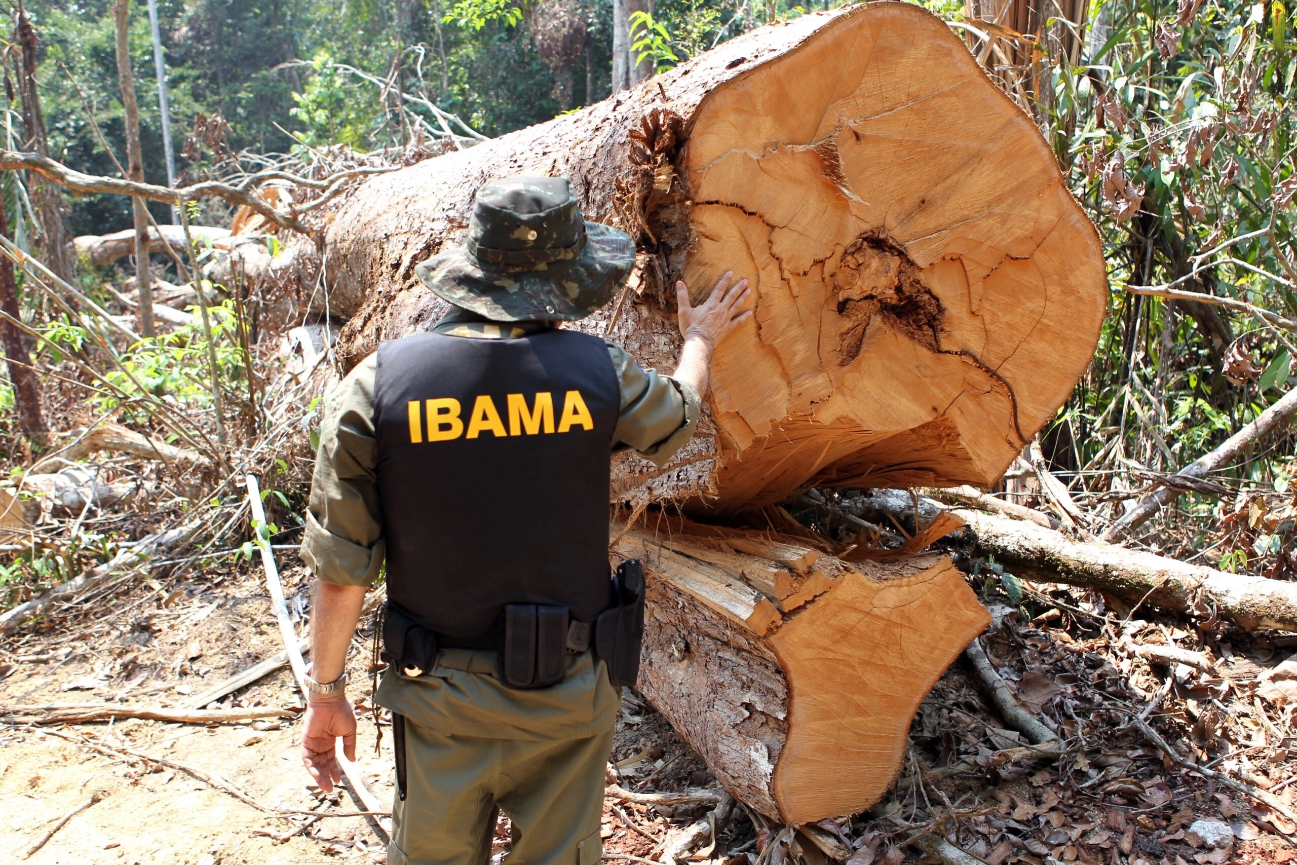 Ibama-offical-looking-at-tree-felled-by-AJ-Vilela-gang-1490135577