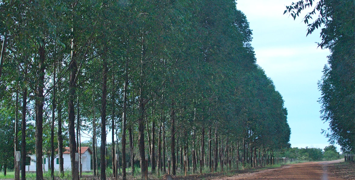 Plantação de eucaliptos em São Desidério, no Oeste da Bahia
