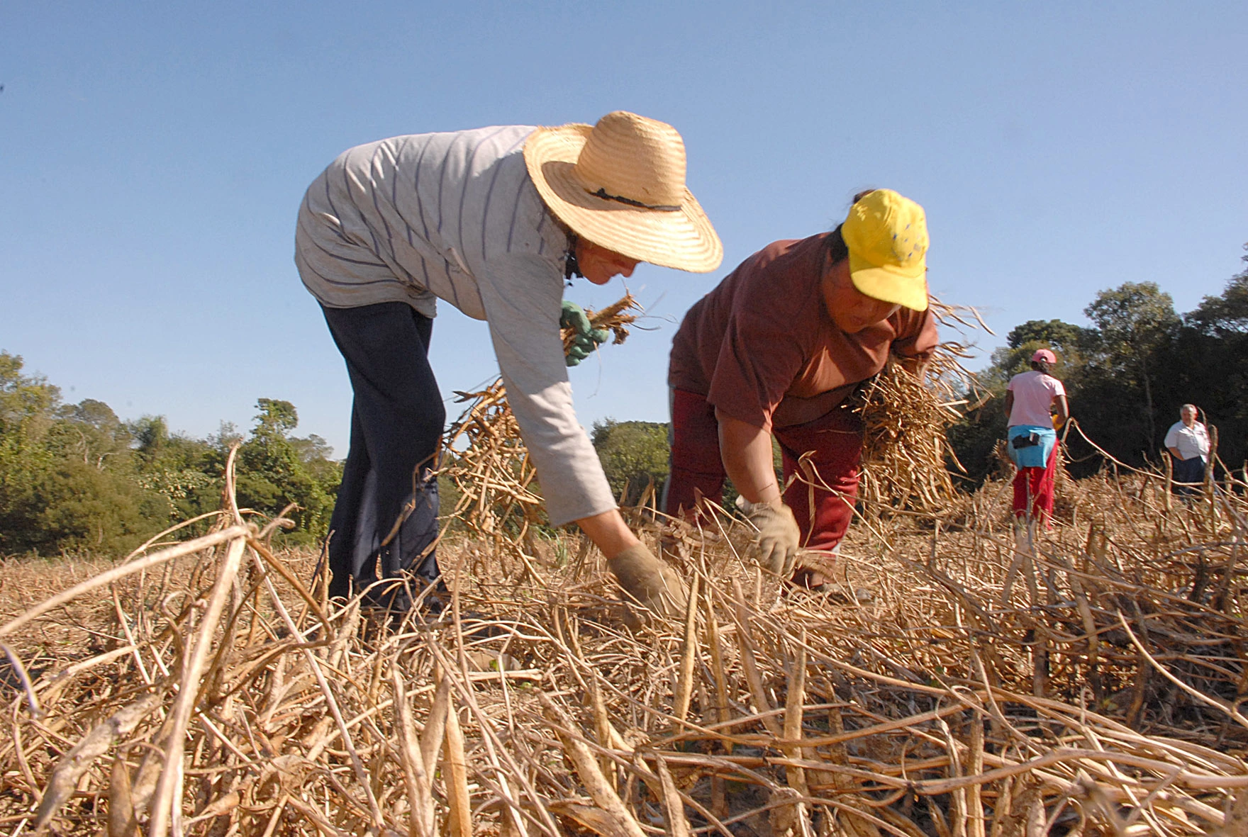 Recursos do Seguro Rural devem triplicar em 2015 no Paraná.Foto: Arquivo ANPr