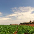 Sorriso (MT) se autoproclama a capital do agronegócio, com a maior produção municipal de soja do país.