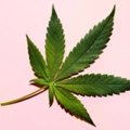Top Down Still Life of Cannabis Leaf with Dark Shadow