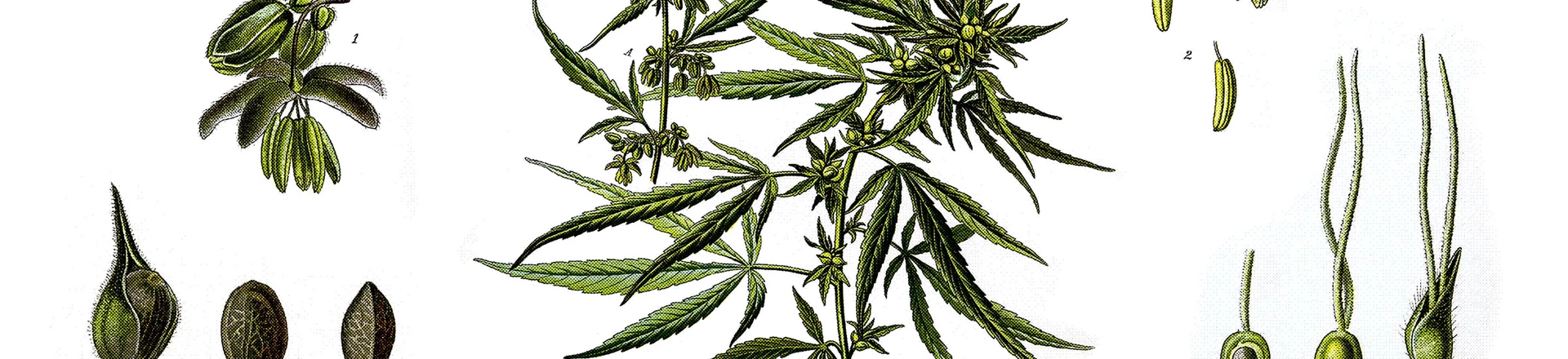 Os remédios não faziam mais efeito. Ela trocou pela maconha e controlou a depressão. Os remédios não faziam mais efeito. Ela trocou pela maconha e controlou a depressão.