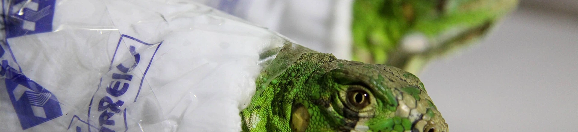 SÃO PAULO, SP, BRASIL, 21-09-2010: Duas iguanas foram encontradas dentro de uma caixa de Sedex por funcionários dos Correios, em São Paulo (SP). Os animais foram despachados em uma agência da zona leste da capital com destino à Belo Horizonte.(Foto: Zanone Fraissat/Folhapress, Cotidiano) SÃO PAULO, SP, BRASIL, 21-09-2010: Duas iguanas foram encontradas dentro de uma caixa de Sedex por funcionários dos Correios, em São Paulo (SP). Os animais foram despachados em uma agência da zona leste da capital com destino à Belo Horizonte.(Foto: Zanone Fraissat/Folhapress, Cotidiano)