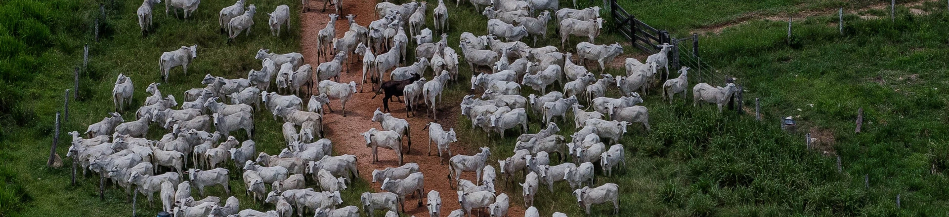 CUMARU DO NORTE, PA, 21.03.2017: OPERAÇÃO-PA -  Gados na fazenda Nossa Senhora do Carmo, que esta em área embargada por desmatamento ilegal, em Cumaru do Norte, no interior do Pará. A fazenda foi embargada 28.10.2008 pelo Ibama. Em operação de combate ao desmatamento na Amazônia, o Ibama (Instituto Brasileiro do Meio Ambiente e dos Recursos Renováveis) embargou nesta semana dois frigoríficos da JBS e outras 13 empresas acusadas de comprar gado oriundo de áreas de desmate ilegal. Batizada de Carne Fria, a ação é resultado de uma investigação iniciada há três anos e não tem relação com a ação da Polícia Federal contra fraudes em frigoríficos, desatada na semana passada. Segundo o órgão ambiental, a JBS e outros frigoríficos nos Estados do Pará e de Tocantins desrespeitaram Termos de Ajuste de Conduta (TAC) assinados após negociação com o Ministério Público Federal, pelos quais essas empresas se haviam comprometido a não comprar gado de propriedades rurais com áreas embargadas por desmatamento ilegal. (Foto: Eduardo Anizelli/Folhapress) CUMARU DO NORTE, PA, 21.03.2017: OPERAÇÃO-PA -  Gados na fazenda Nossa Senhora do Carmo, que esta em área embargada por desmatamento ilegal, em Cumaru do Norte, no interior do Pará. A fazenda foi embargada 28.10.2008 pelo Ibama. Em operação de combate ao desmatamento na Amazônia, o Ibama (Instituto Brasileiro do Meio Ambiente e dos Recursos Renováveis) embargou nesta semana dois frigoríficos da JBS e outras 13 empresas acusadas de comprar gado oriundo de áreas de desmate ilegal. Batizada de Carne Fria, a ação é resultado de uma investigação iniciada há três anos e não tem relação com a ação da Polícia Federal contra fraudes em frigoríficos, desatada na semana passada. Segundo o órgão ambiental, a JBS e outros frigoríficos nos Estados do Pará e de Tocantins desrespeitaram Termos de Ajuste de Conduta (TAC) assinados após negociação com o Ministério Público Federal, pelos quais essas empresas se haviam comprometido a não comprar gado de propriedades rurais com áreas embargadas por desmatamento ilegal. (Foto: Eduardo Anizelli/Folhapress)