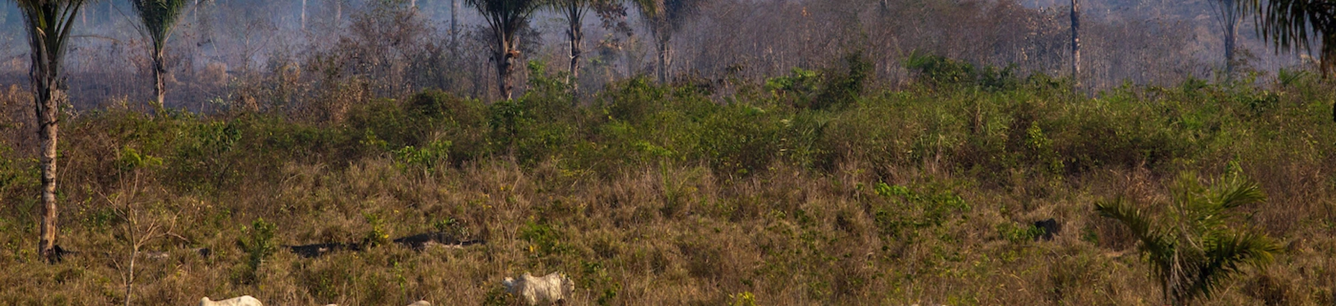 Gado pasta próximo a um local de incêndio recente no estado Pará, na floresta amazônica, em 25 de agosto de 2019.