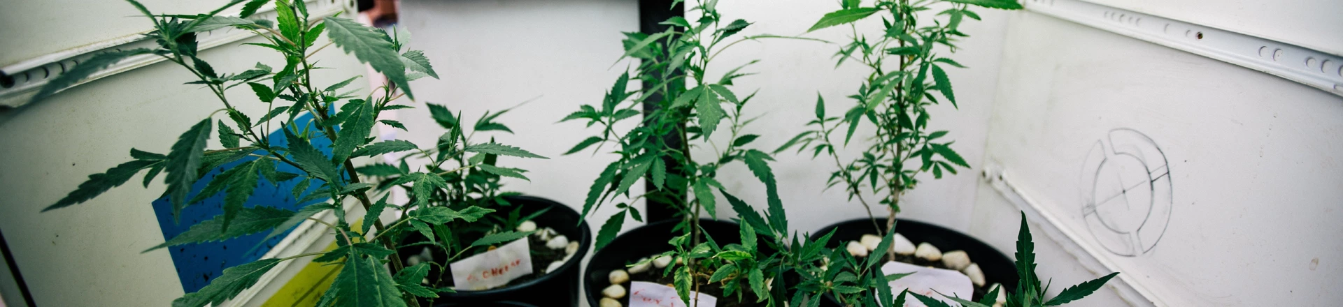 Após autorização para plantar maconha, casal passa pelo desafio de produzir canabidiol Após autorização para plantar maconha, casal passa pelo desafio de produzir canabidiol