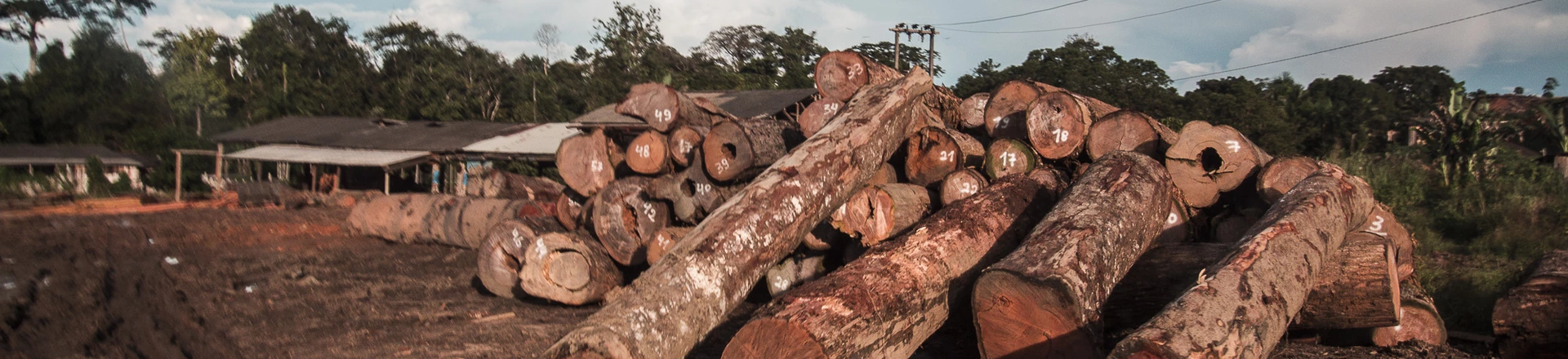 Toras de madeira próximas ao município de Trairão