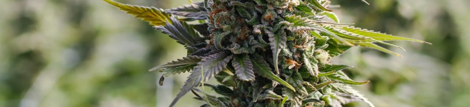 O dia em que o Senado aprendeu sobre maconha com a caixa de comentários O dia em que o Senado aprendeu sobre maconha com a caixa de comentários