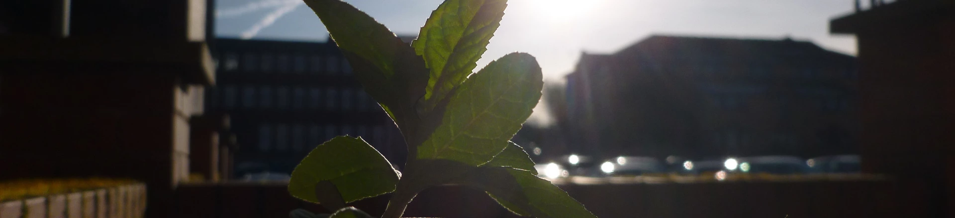 Cinco histórias para restaurar sua fé na humanidade antes do fim de 2017 Cinco histórias para restaurar sua fé na humanidade antes do fim de 2017
