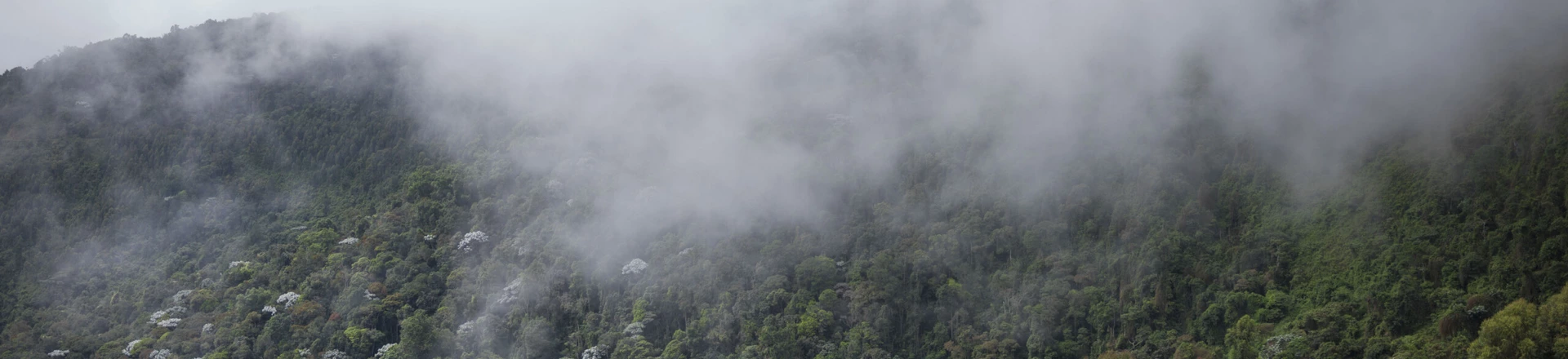 COLOMBIA. 2017. The Cauca jungle where FARC guerrillas lived for 52 years. For the first time since it's formation, FARC members have been able to emerge from hiding and are currently living in a temporary camp as they wait for government-sponsored housing to be built. COLOMBIA. 2017. The Cauca jungle where FARC guerrillas lived for 52 years. For the first time since it's formation, FARC members have been able to emerge from hiding and are currently living in a temporary camp as they wait for government-sponsored housing to be built.