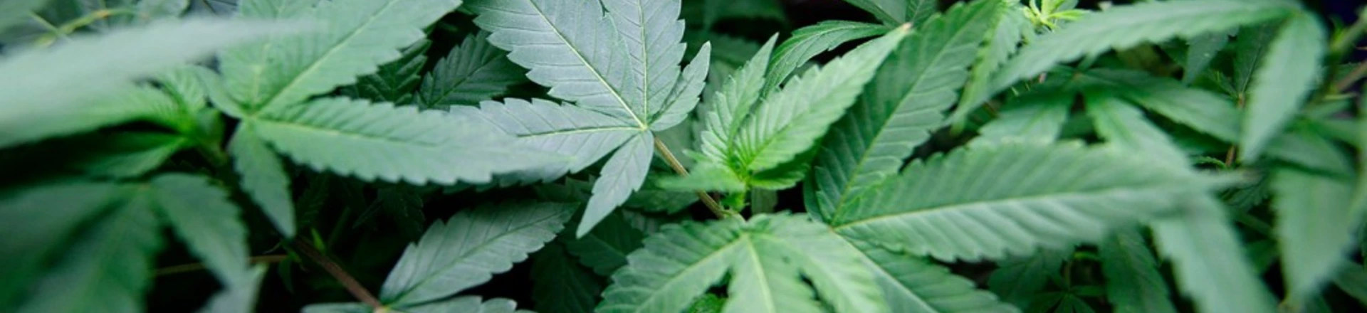 Senador ignora apelos e mantém relatório contra plantio de maconha para uso próprio Senador ignora apelos e mantém relatório contra plantio de maconha para uso próprio