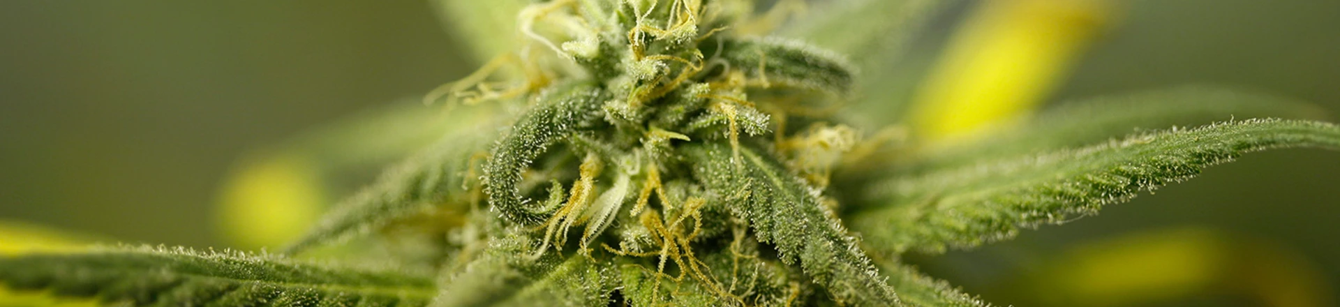 LOS ANGELES, CA - SEPTEMBER 7: Marijuana plants grow at Perennial Holistic Wellness Center, a not-for-profit medical marijuana dispensary in operation since 2006, on September 7, 2012 in Los Angeles, California. A group of activists have submitted about 50,000 signatures in an effort to force a referendum on a marijuana dispensary ban in Los Angeles to take effect next week. A minimum of 27,425 valid signatures from registered voters is needed to let voters decide on the issue in March, and until the number can be verified, the ban will not be enforced. . The ban would not prevent patients or cooperatives of two or three people to grow their own in small amounts. Californians voted to legalize medical cannabis use in 1996, clashing with federal drug laws. (Photo by David McNew/Getty Images) LOS ANGELES, CA - SEPTEMBER 7: Marijuana plants grow at Perennial Holistic Wellness Center, a not-for-profit medical marijuana dispensary in operation since 2006, on September 7, 2012 in Los Angeles, California. A group of activists have submitted about 50,000 signatures in an effort to force a referendum on a marijuana dispensary ban in Los Angeles to take effect next week. A minimum of 27,425 valid signatures from registered voters is needed to let voters decide on the issue in March, and until the number can be verified, the ban will not be enforced. . The ban would not prevent patients or cooperatives of two or three people to grow their own in small amounts. Californians voted to legalize medical cannabis use in 1996, clashing with federal drug laws. (Photo by David McNew/Getty Images)