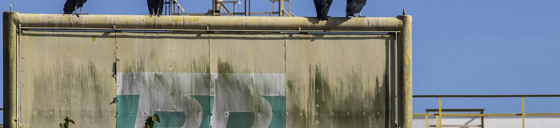 Vultures sit on a sign at the Petrobras Transporte SA (Transpetro) sea terminal in Sao Sebastiao, Sao Paulo state, Brazil, on Wednesday, Dec. 19, 2018. The Planning Ministry will give Petrobras 14.9 billion reais in additional credit for development of oil and gas production, with Transpetro getting 119 million for the acquisition of ships in national shipyards. Photographer: Dado Galdieri/Bloomberg via Getty Images Vultures sit on a sign at the Petrobras Transporte SA (Transpetro) sea terminal in Sao Sebastiao, Sao Paulo state, Brazil, on Wednesday, Dec. 19, 2018. The Planning Ministry will give Petrobras 14.9 billion reais in additional credit for development of oil and gas production, with Transpetro getting 119 million for the acquisition of ships in national shipyards. Photographer: Dado Galdieri/Bloomberg via Getty Images