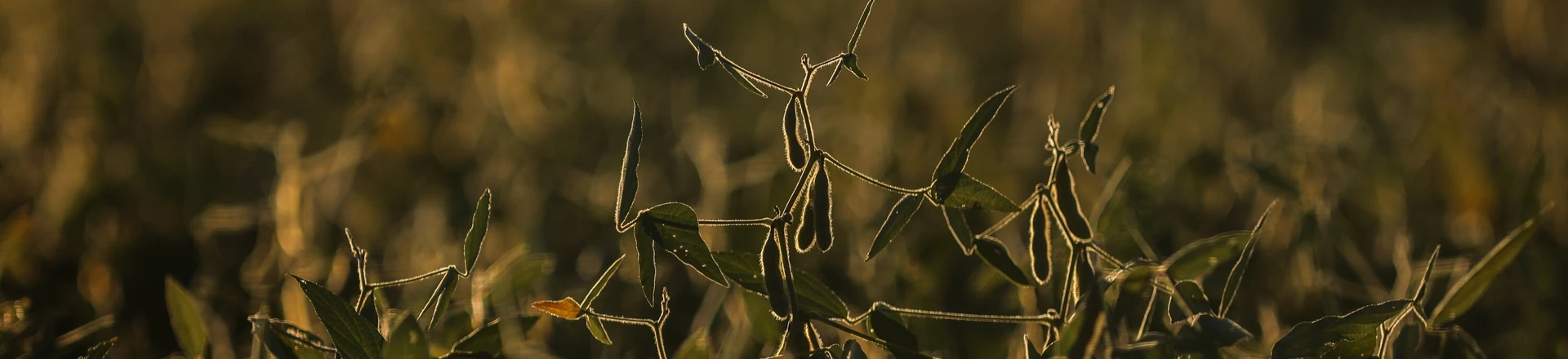 Imagem de plantação de soja, principal produto comercializado pelo agronegócio no Brasil.