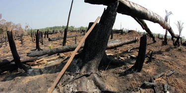‘Por que denunciei Bolsonaro por crime de lesa-pátria na Amazônia: se a cana-de-açúcar avançar, será o fim da chuva no Sudeste’ ‘Por que denunciei Bolsonaro por crime de lesa-pátria na Amazônia: se a cana-de-açúcar avançar, será o fim da chuva no Sudeste’