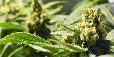 Candidatos lançam Bancada da Cannabis