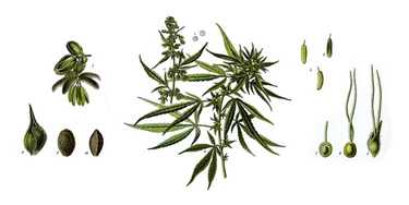 Os remédios não faziam mais efeito. Ela trocou pela maconha e controlou a depressão. Os remédios não faziam mais efeito. Ela trocou pela maconha e controlou a depressão.