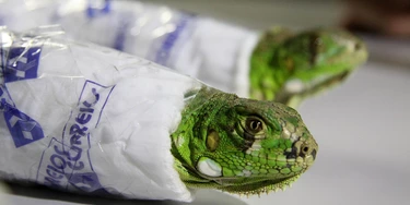 SÃO PAULO, SP, BRASIL, 21-09-2010: Duas iguanas foram encontradas dentro de uma caixa de Sedex por funcionários dos Correios, em São Paulo (SP). Os animais foram despachados em uma agência da zona leste da capital com destino à Belo Horizonte.(Foto: Zanone Fraissat/Folhapress, Cotidiano) SÃO PAULO, SP, BRASIL, 21-09-2010: Duas iguanas foram encontradas dentro de uma caixa de Sedex por funcionários dos Correios, em São Paulo (SP). Os animais foram despachados em uma agência da zona leste da capital com destino à Belo Horizonte.(Foto: Zanone Fraissat/Folhapress, Cotidiano)