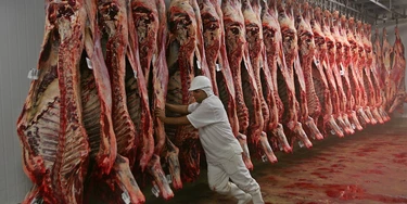 BARRETOS, SP, BRASIL, 25-11-2008: Funcionários trabalham na linha de produção do frigorífico Minerva, em Barretos, interior de São Paulo. (Foto: Edson Silva/Folhapress, Folha Ribeirao) BARRETOS, SP, BRASIL, 25-11-2008: Funcionários trabalham na linha de produção do frigorífico Minerva, em Barretos, interior de São Paulo. (Foto: Edson Silva/Folhapress, Folha Ribeirao)