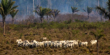Gado pasta próximo a um local de incêndio recente no estado Pará, na floresta amazônica, em 25 de agosto de 2019. Gado pasta próximo a um local de incêndio recente no estado Pará, na floresta amazônica, em 25 de agosto de 2019.