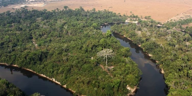 An area of Amazon forest cleared by the AJ Vilela gang near the Baú indigenous reserve.