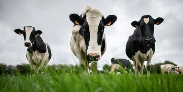 Vakinha permite que anônimo use seu site para financiar falsas acusações de pedofilia Vakinha permite que anônimo use seu site para financiar falsas acusações de pedofilia