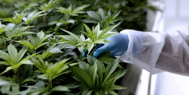A technician inspects the leaves of cannabis plants growing inside a controlled environment in North Macedonia. Photographer: Konstantinos Tsakalidis/Bloomberg A technician inspects the leaves of cannabis plants growing inside a controlled environment in North Macedonia. Photographer: Konstantinos Tsakalidis/Bloomberg