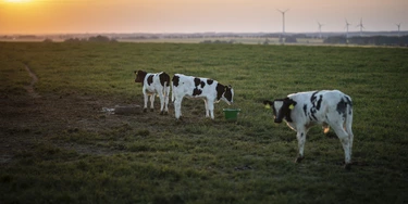 REICHENBACH, GERMANY - MAY 18: Three cows are pictured during sunset on May 18, 2020 in Reichenbach, Germany. (Photo by Florian Gaertner/Photothek via Getty Images)