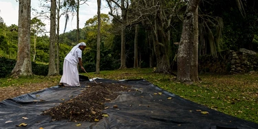 Turistas podem ser escravocratas por um dia em fazenda “sem racismo” Turistas podem ser escravocratas por um dia em fazenda “sem racismo”