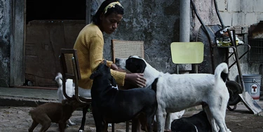 Karollyne e o abrigo de cães mantido por moradores de rua Karollyne e o abrigo de cães mantido por moradores de rua