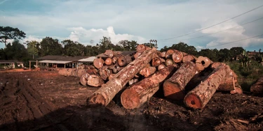 Toras de madeira próximas ao município de Trairão Toras de madeira próximas ao município de Trairão