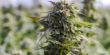 O dia em que o Senado aprendeu sobre maconha com a caixa de comentários O dia em que o Senado aprendeu sobre maconha com a caixa de comentários