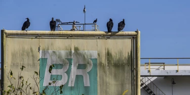 Vultures sit on a sign at the Petrobras Transporte SA (Transpetro) sea terminal in Sao Sebastiao, Sao Paulo state, Brazil, on Wednesday, Dec. 19, 2018. The Planning Ministry will give Petrobras 14.9 billion reais in additional credit for development of oil and gas production, with Transpetro getting 119 million for the acquisition of ships in national shipyards. Photographer: Dado Galdieri/Bloomberg via Getty Images