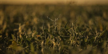 Imagem de plantação de soja, principal produto comercializado pelo agronegócio no Brasil. Imagem de plantação de soja, principal produto comercializado pelo agronegócio no Brasil.