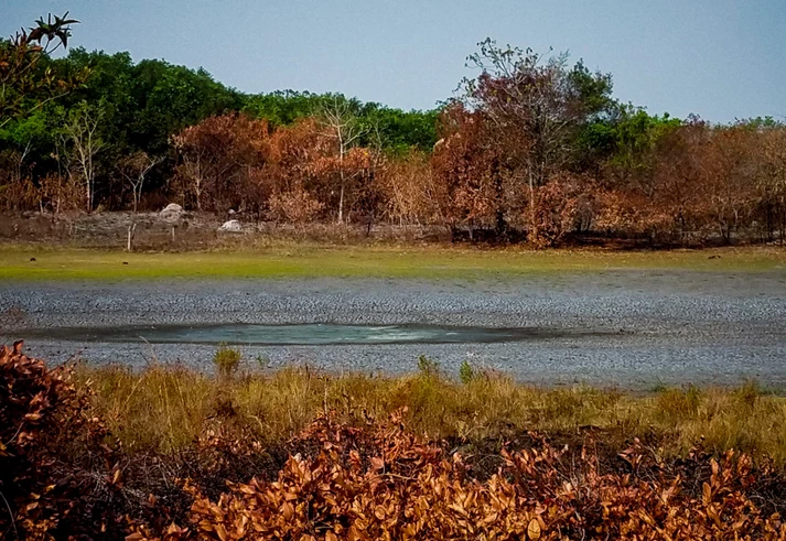Livre da soja, Pantanal está ameaçado por agrotóxicos que chegam pelos rios