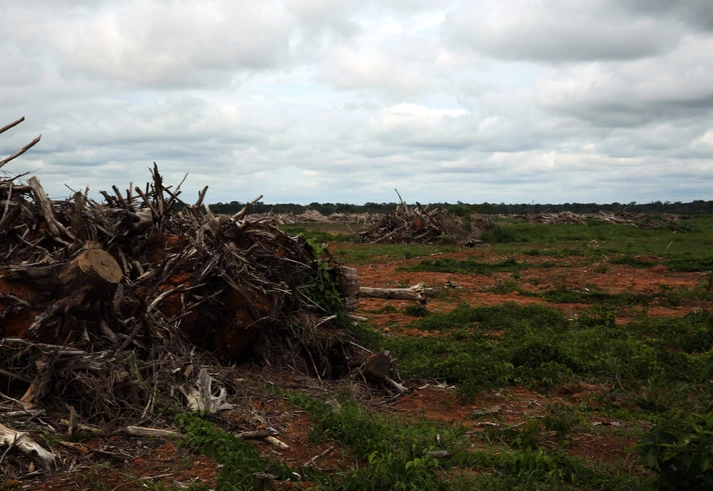 Soja destrói a Amazônia e “chantageia o país”