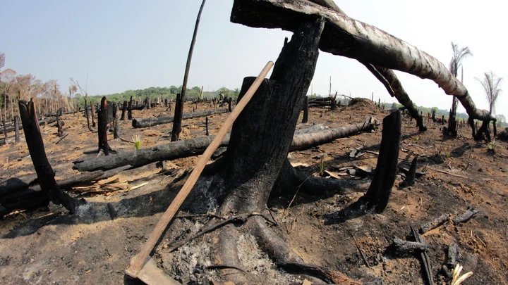 ‘Por que denunciei Bolsonaro por crime de lesa-pátria na Amazônia: se a cana-de-açúcar avançar, será o fim da chuva no Sudeste’ ‘Por que denunciei Bolsonaro por crime de lesa-pátria na Amazônia: se a cana-de-açúcar avançar, será o fim da chuva no Sudeste’