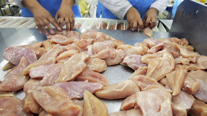 CHONBURI, THAILAND - JULY 9:  Chicken breasts get sorted at the Thai Poultry Group (TPG) chicken processing and slaughtering factory July 9, 2005 in Chonburi, Thailand. The factory has 1,200 employees that are able to deal with 10,000 birds per hour at full capacity. However since Bird Flu outbreak, the processing plant has had to cut its production almost 40%. The Thai Poultry Group exports to European Union, Japan, Middle East, Hong Kong and South Korea.  (Photo by Paula Bronstein/Getty Images)