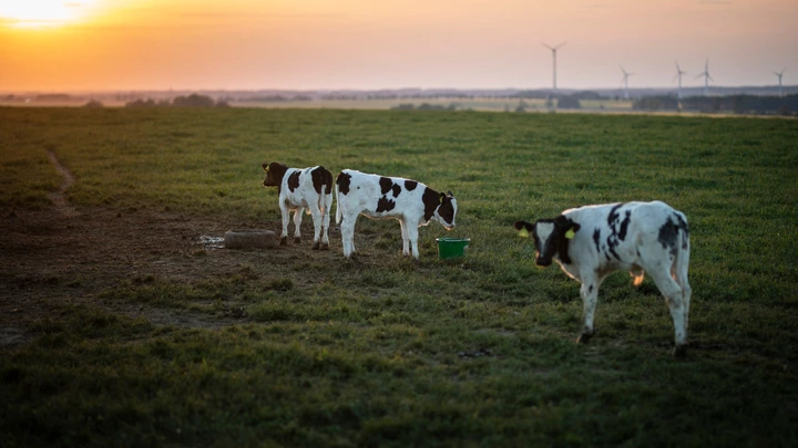 REICHENBACH, GERMANY - MAY 18: Three cows are pictured during sunset on May 18, 2020 in Reichenbach, Germany. (Photo by Florian Gaertner/Photothek via Getty Images)