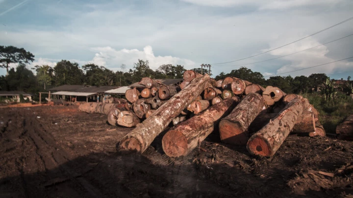 Toras de madeira próximas ao município de Trairão